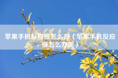 苹果手机反应慢怎么办（苹果手机反应慢怎么办呢）